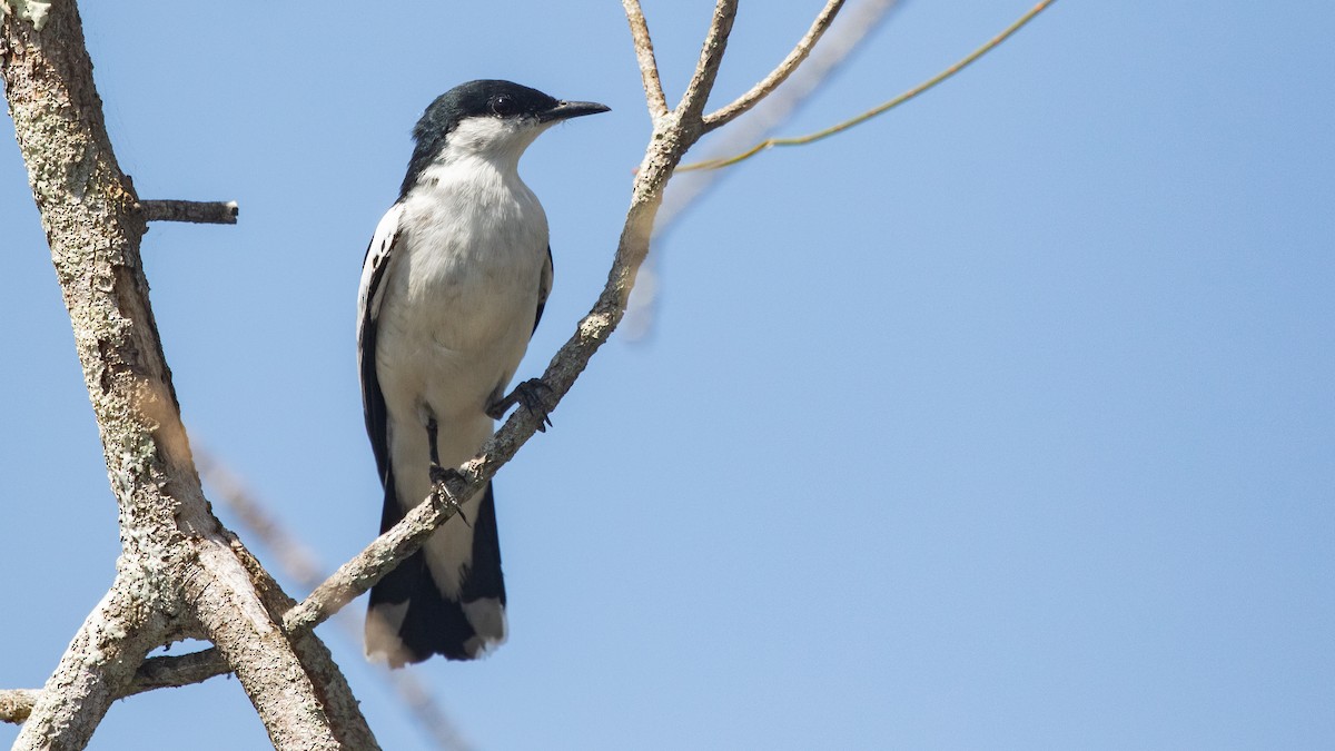 White-winged Triller - ML642736925
