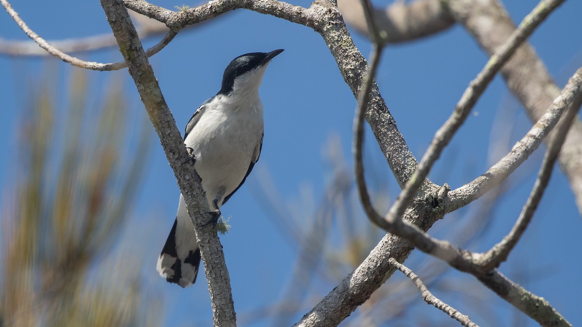 White-winged Triller - ML642736926