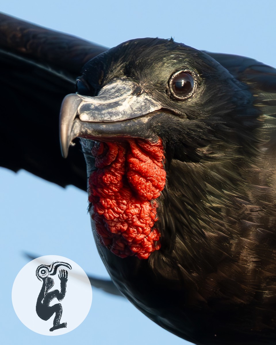 Great Frigatebird - ML642736929