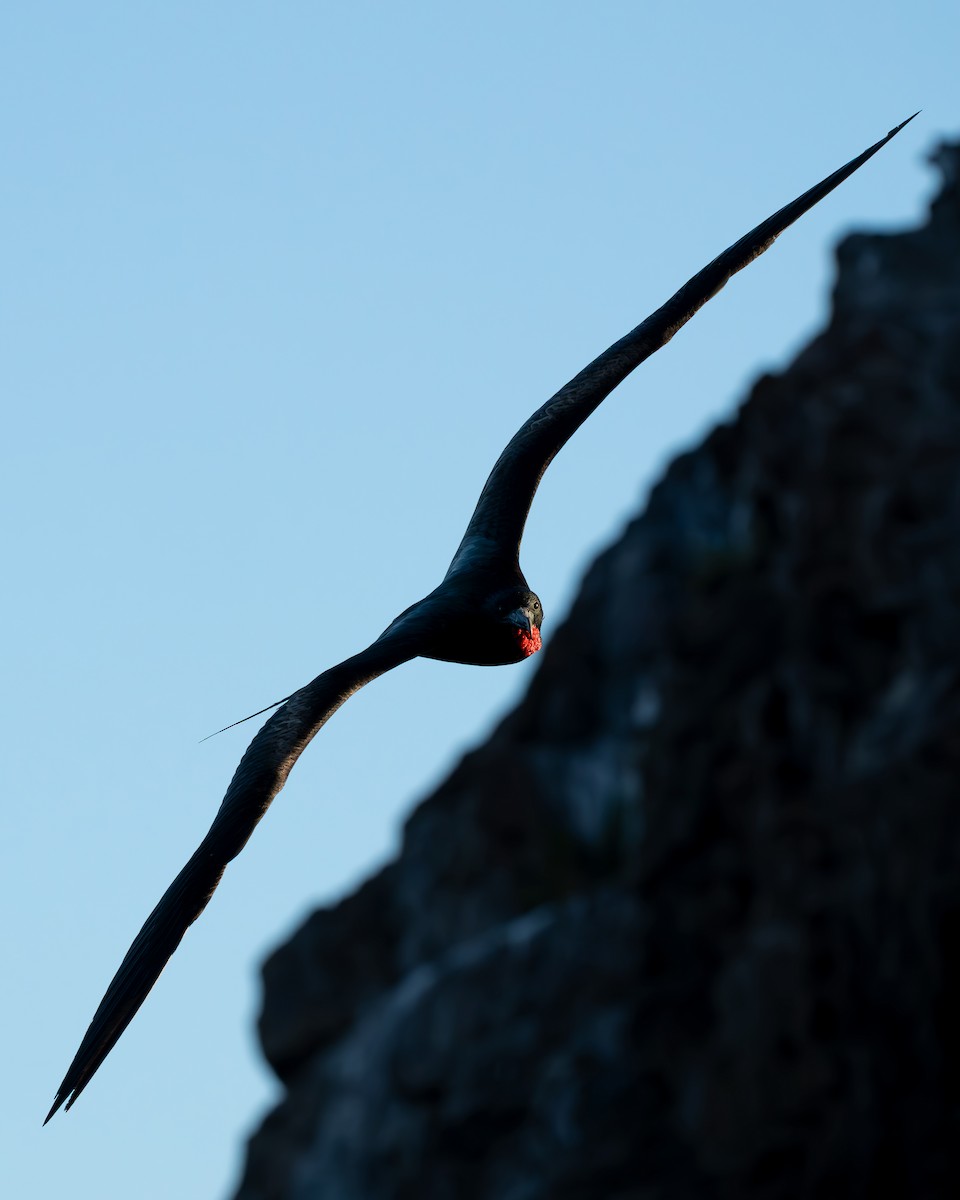 Great Frigatebird - ML642736930