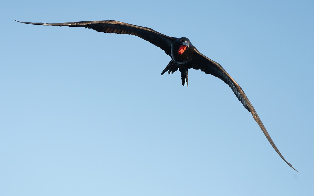 Great Frigatebird - ML642736931