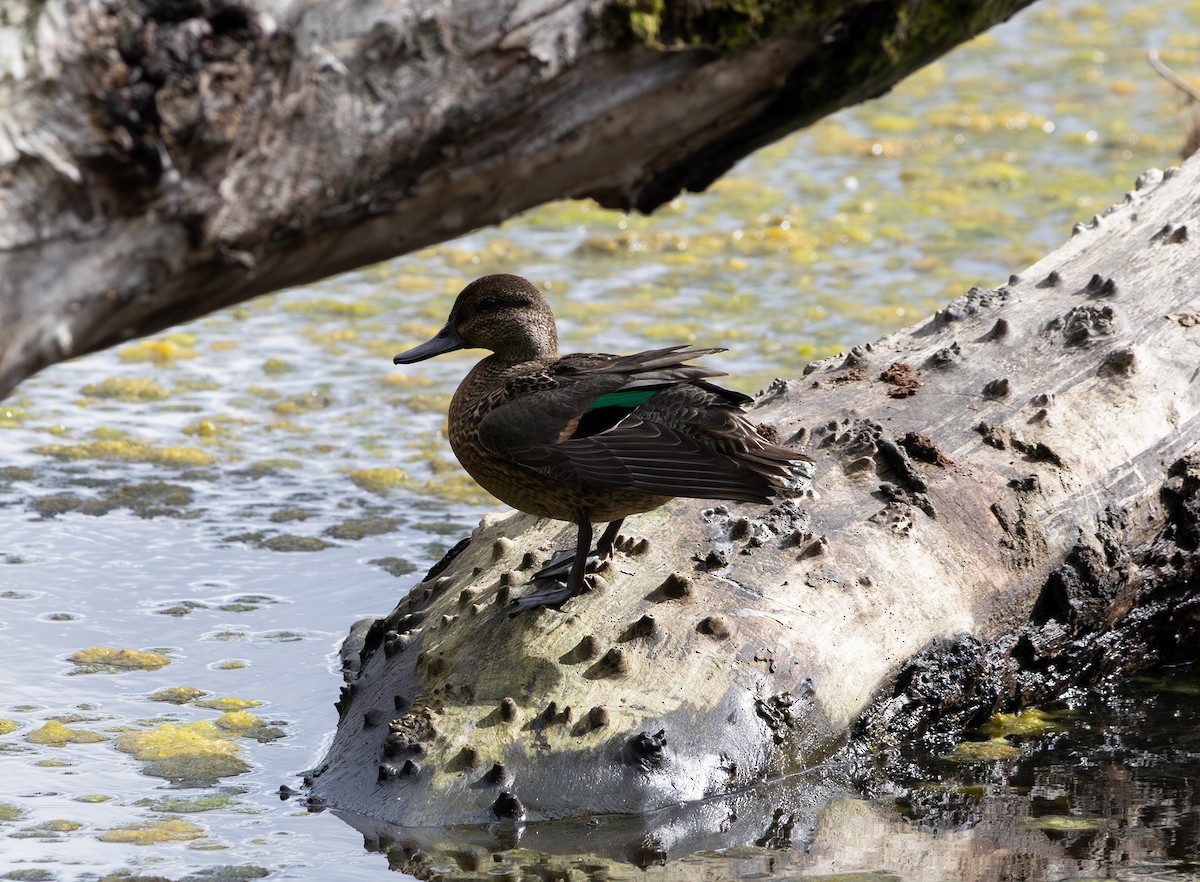 小水鴨(carolinensis) - ML642736938