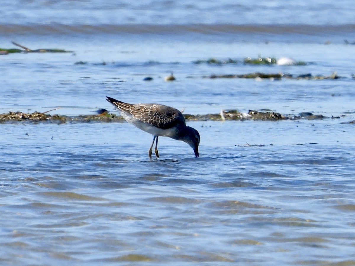 Stilt Sandpiper - ML642736939