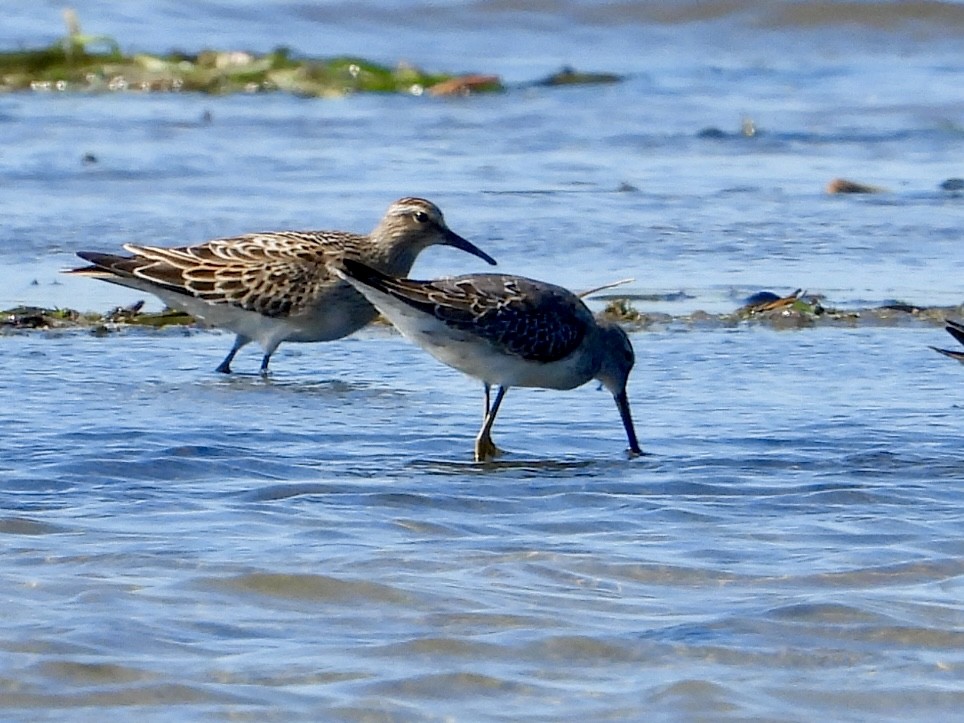 Stilt Sandpiper - ML642736940