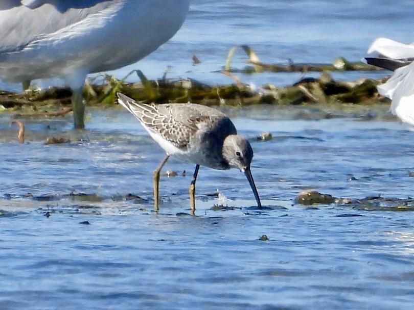 Stilt Sandpiper - ML642736941