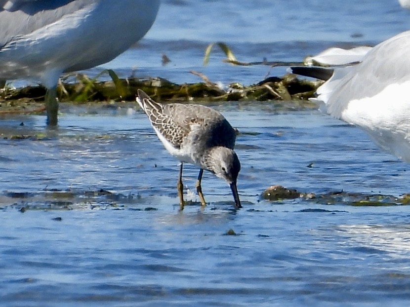 Stilt Sandpiper - ML642736942