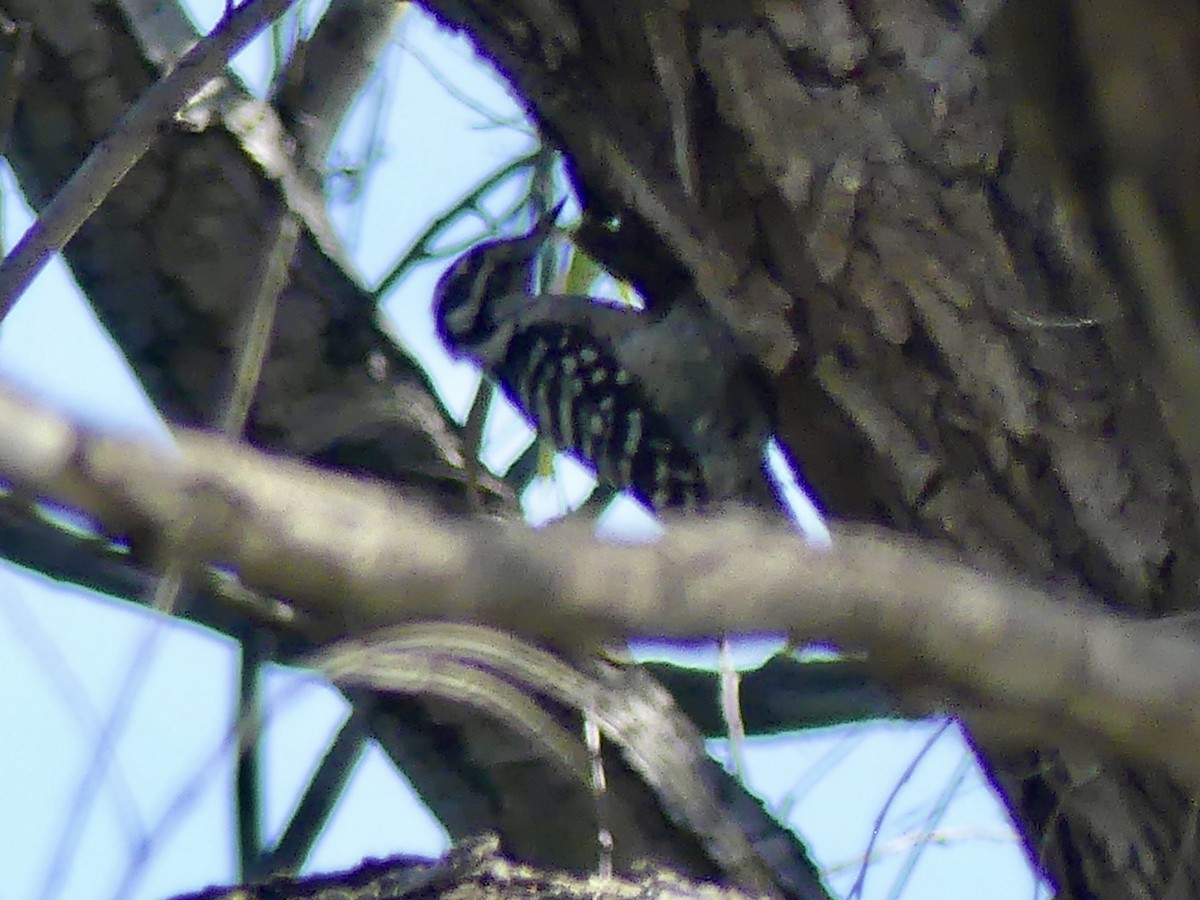 Ladder-backed Woodpecker - ML642736946