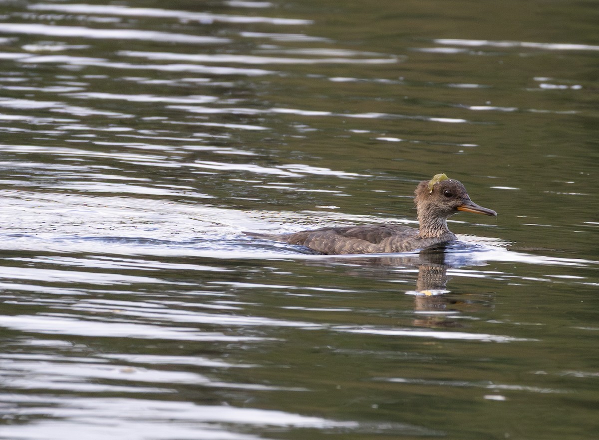 Hooded Merganser - ML642736977