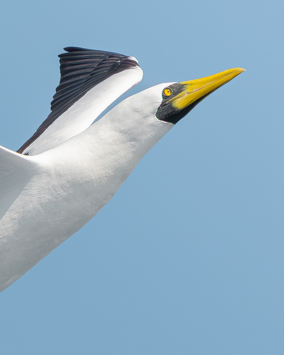 Masked Booby - ML642736990