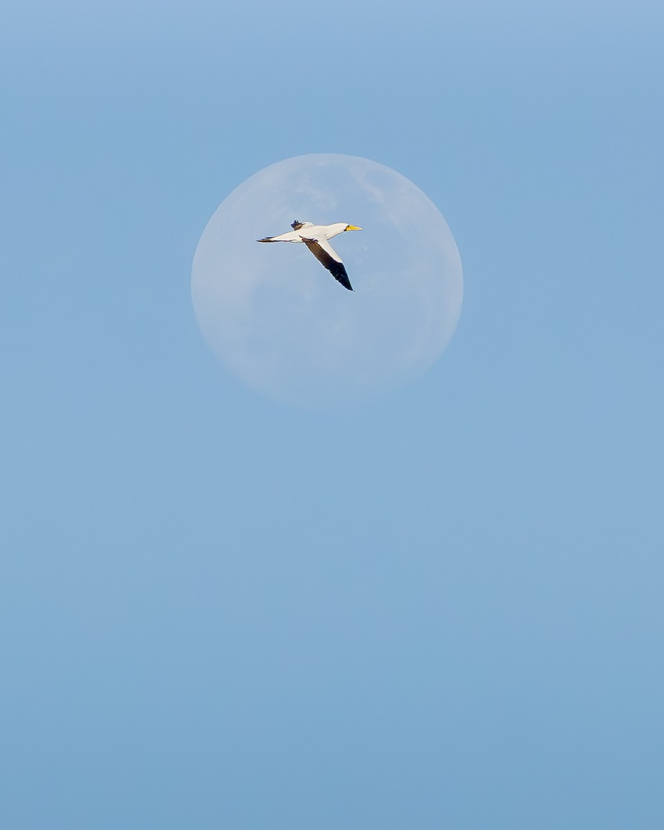 Masked Booby - ML642736991