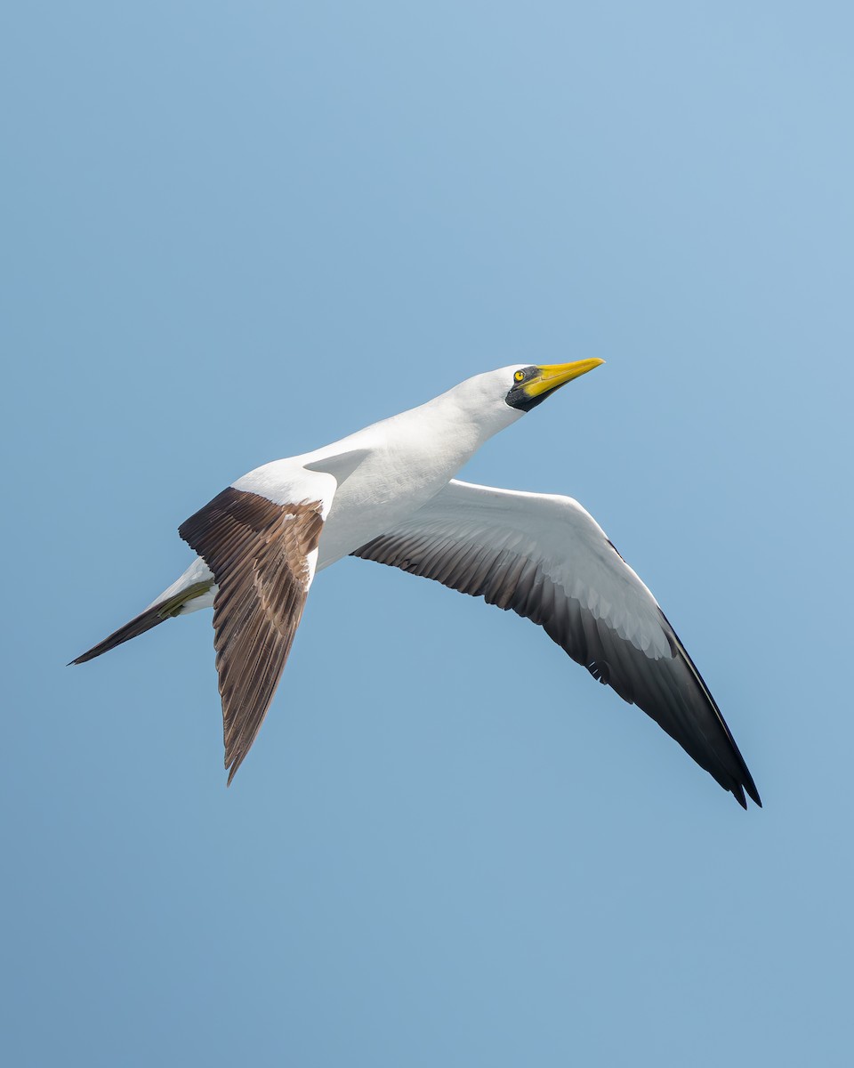 Masked Booby - ML642736992