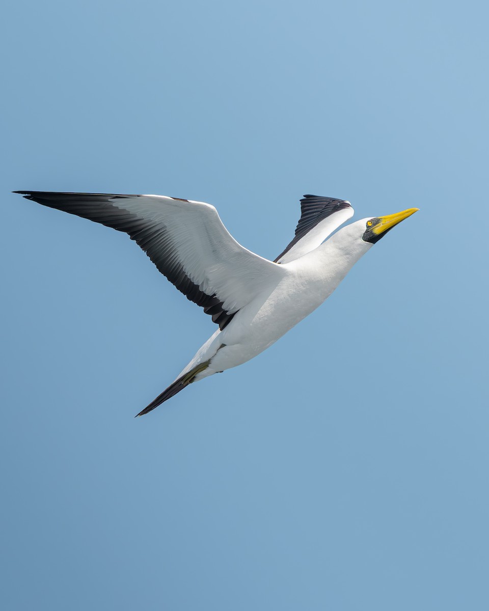 Masked Booby - ML642736993