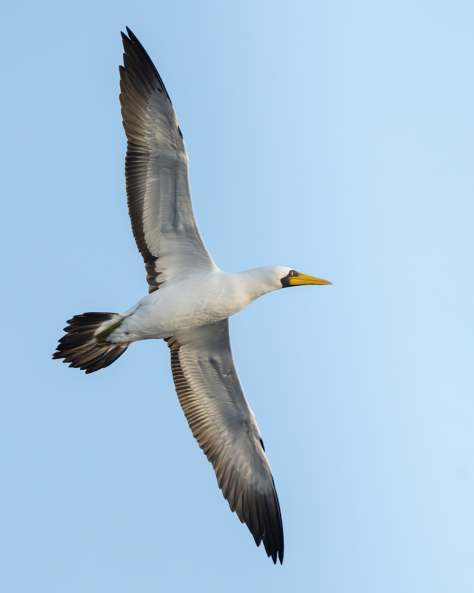 Masked Booby - ML642736994