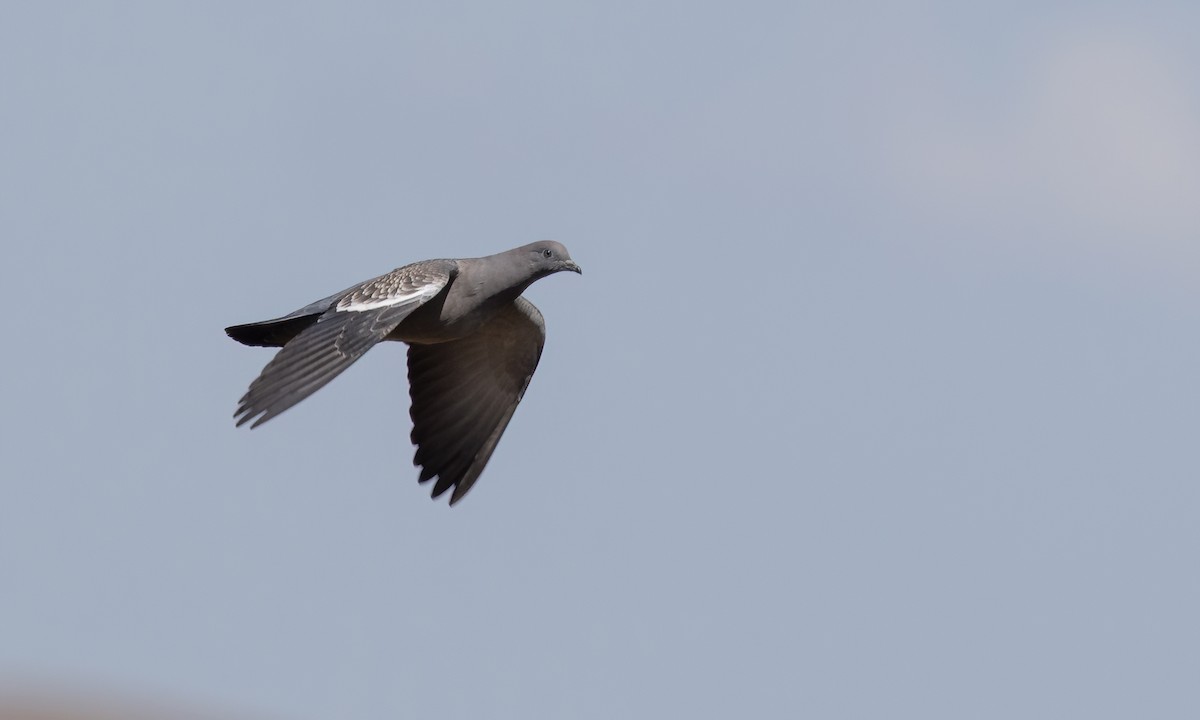 Spot-winged Pigeon - ML642737006