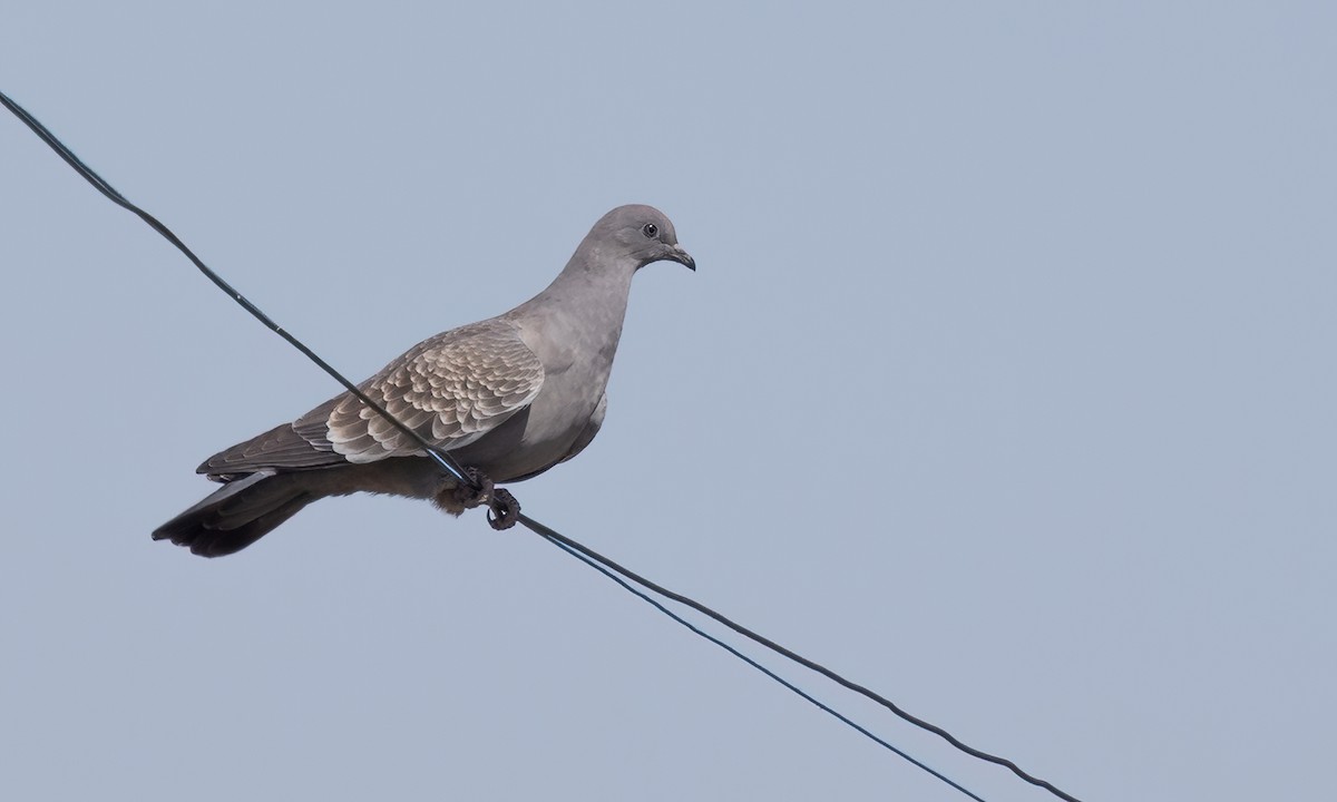 Spot-winged Pigeon - ML642737007