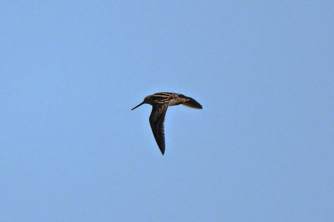 Wilson's Snipe - ML642737010