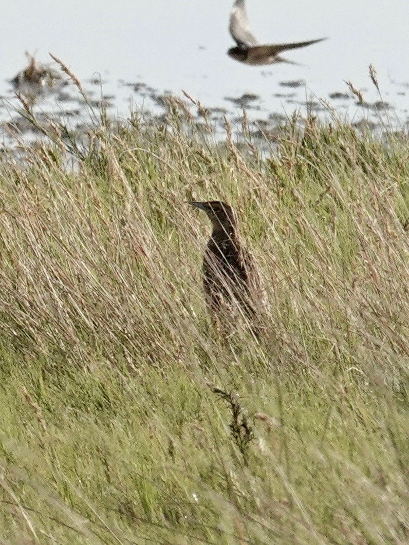 Eastern Meadowlark - ML642737021