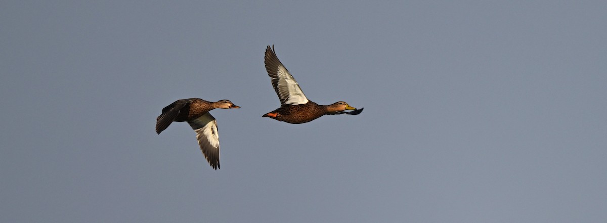 Mottled Duck - ML642737026