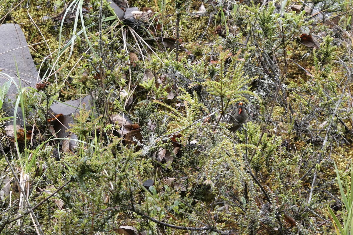 Rainbow-bearded Thornbill - ML642737034