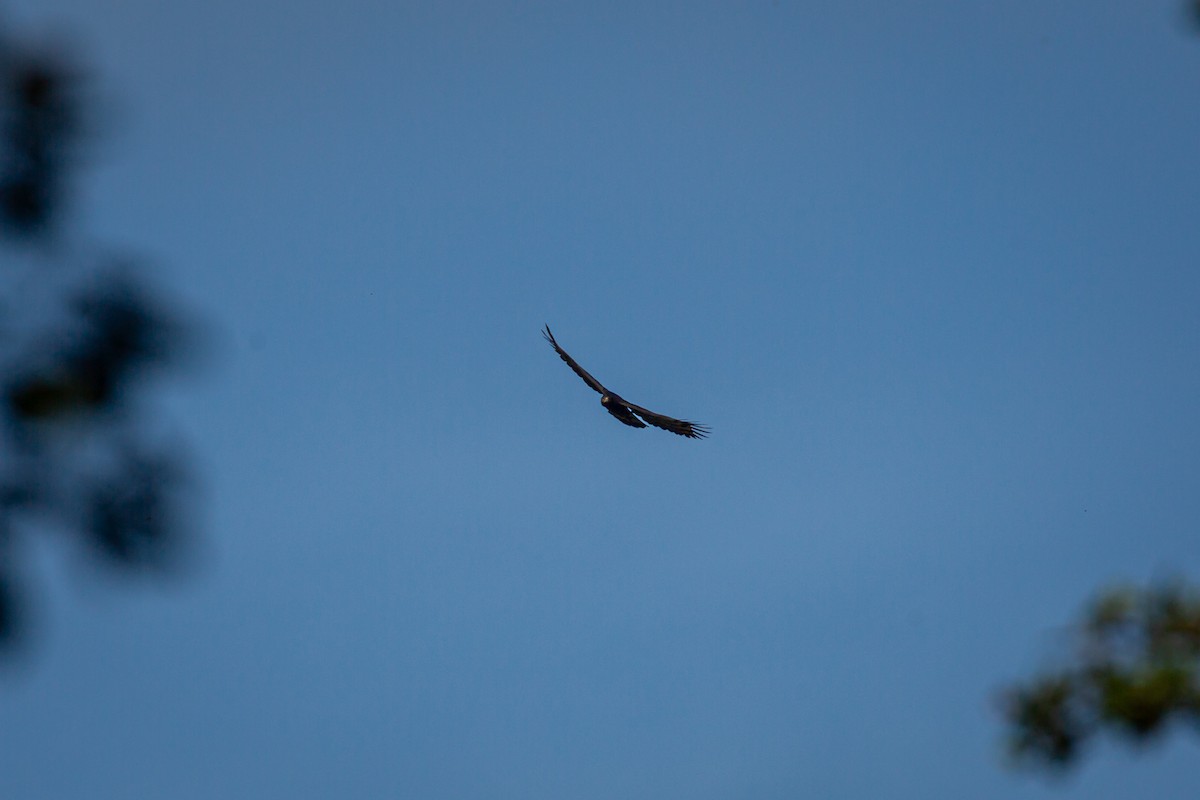 Black Hawk-Eagle - ML642737035