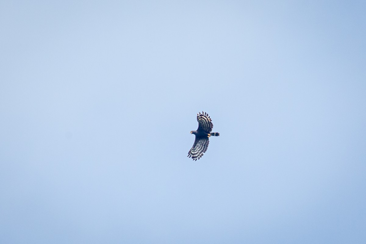 Black Hawk-Eagle - ML642737036