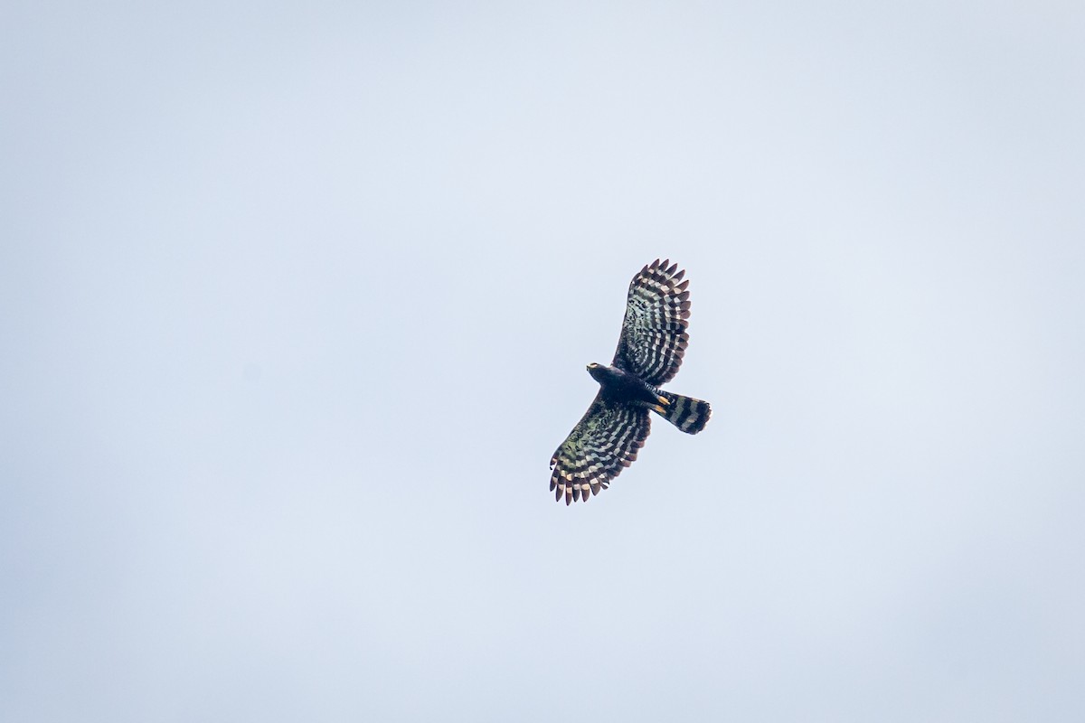 Black Hawk-Eagle - ML642737037