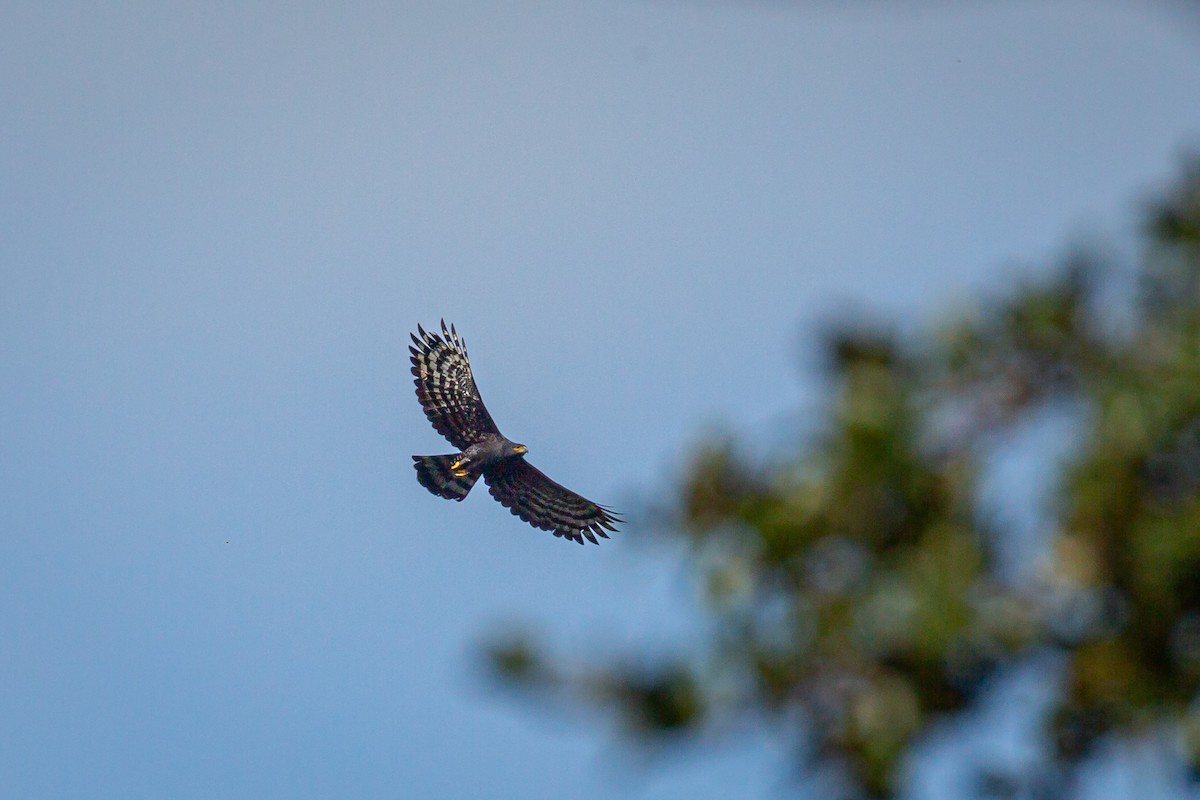 Black Hawk-Eagle - ML642737038