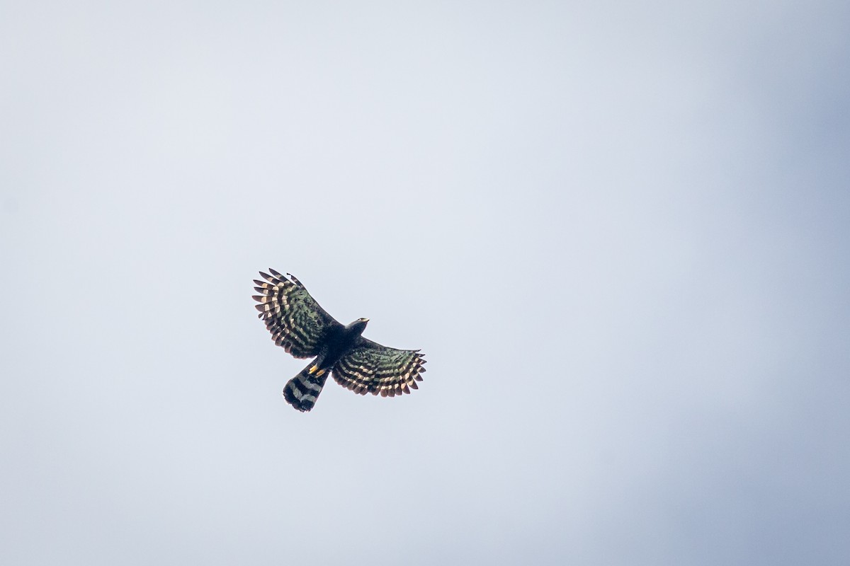 Black Hawk-Eagle - ML642737039