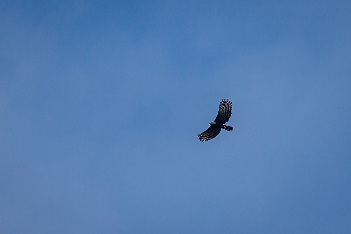 Black Hawk-Eagle - ML642737040