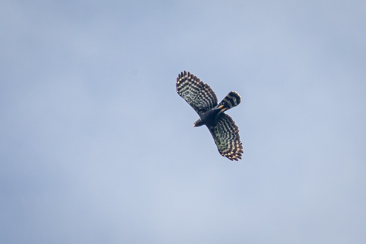Black Hawk-Eagle - ML642737041