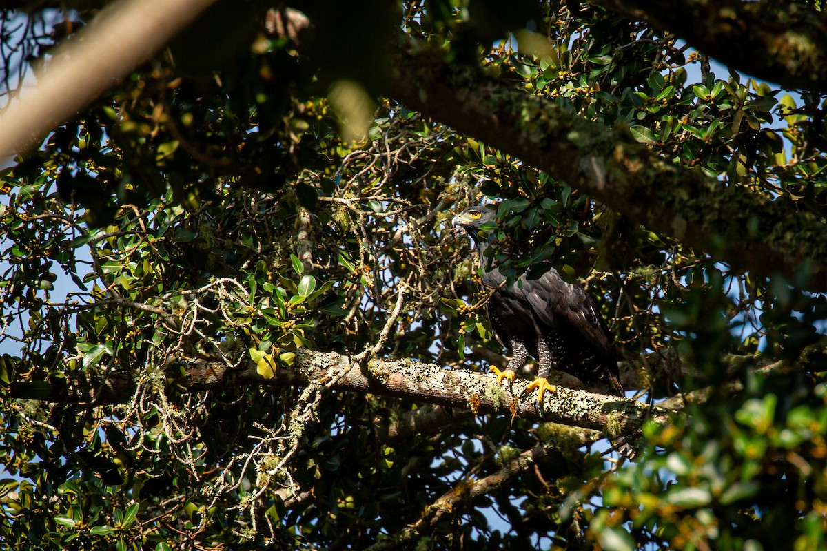 Black Hawk-Eagle - ML642737045