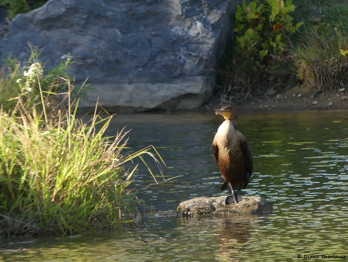 Double-crested Cormorant - ML642737046