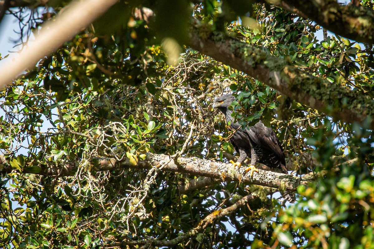 Black Hawk-Eagle - ML642737047