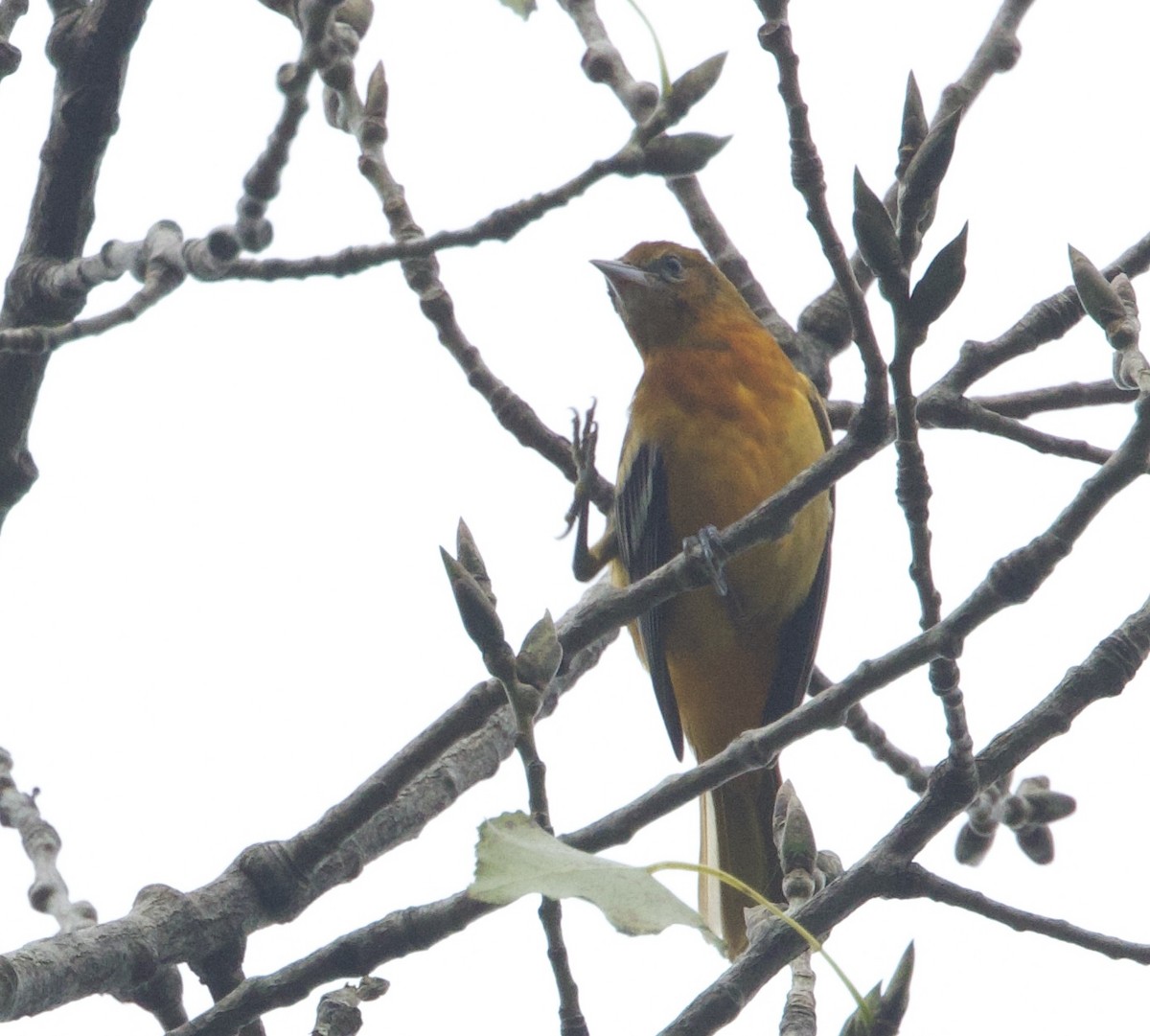 Baltimore Oriole - ML642737056