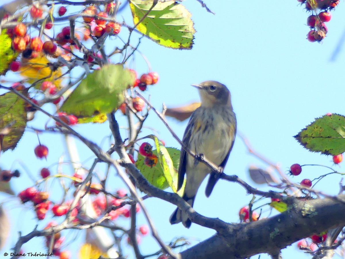 Yellow-rumped Warbler - ML642737060