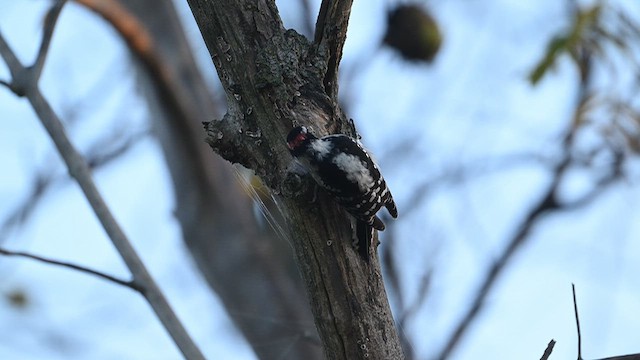 Downy Woodpecker - ML642737061