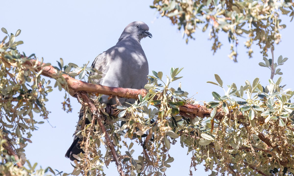 Spot-winged Pigeon - ML642737067