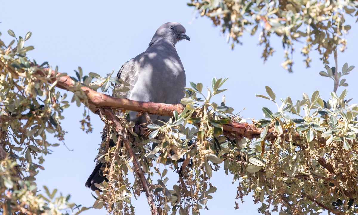 Spot-winged Pigeon - ML642737068
