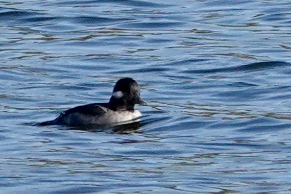 Bufflehead - ML642737081