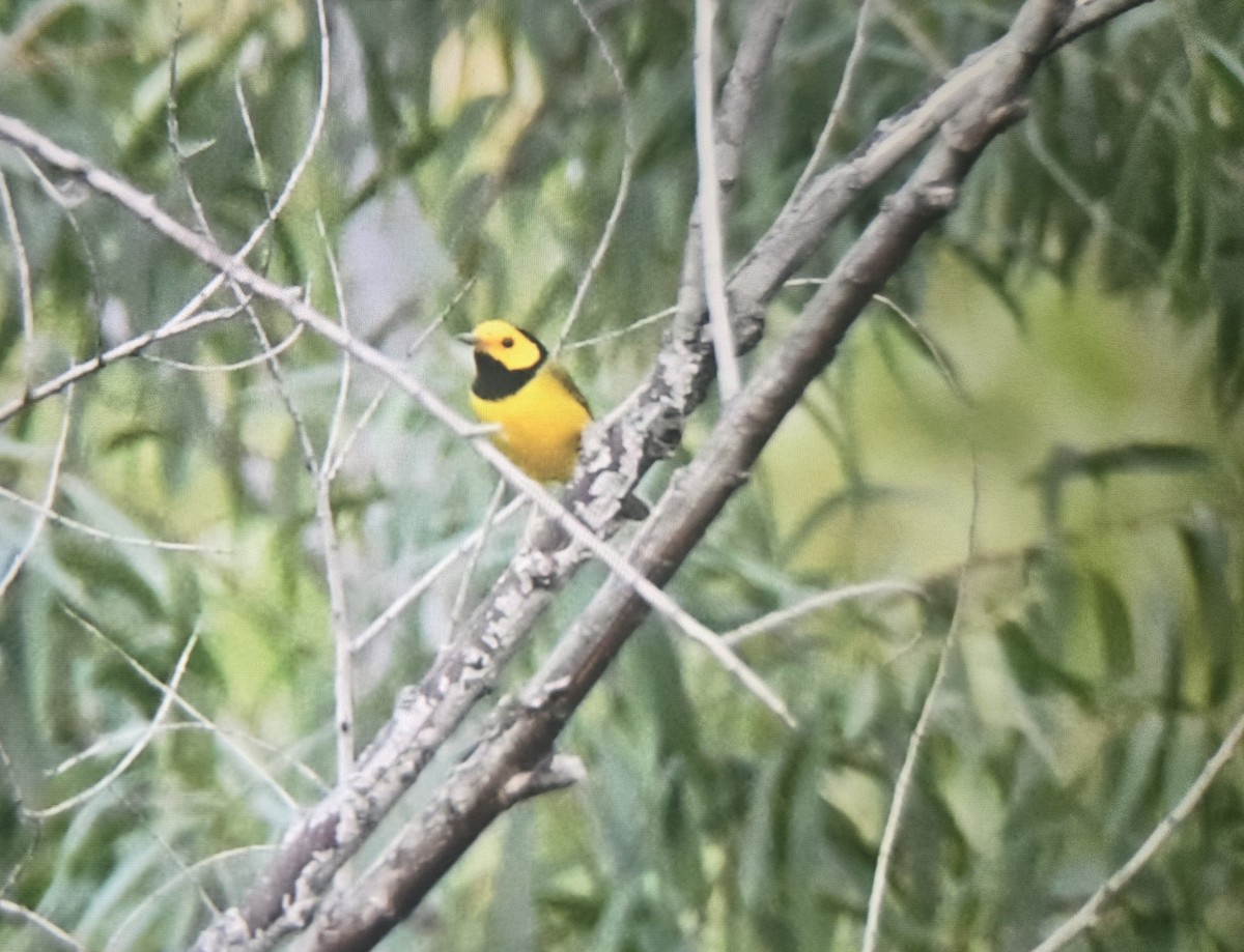 Hooded Warbler - ML642737084