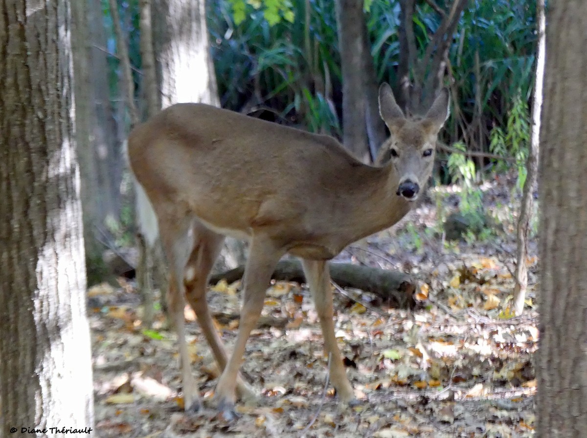 Mammals - ML642737098