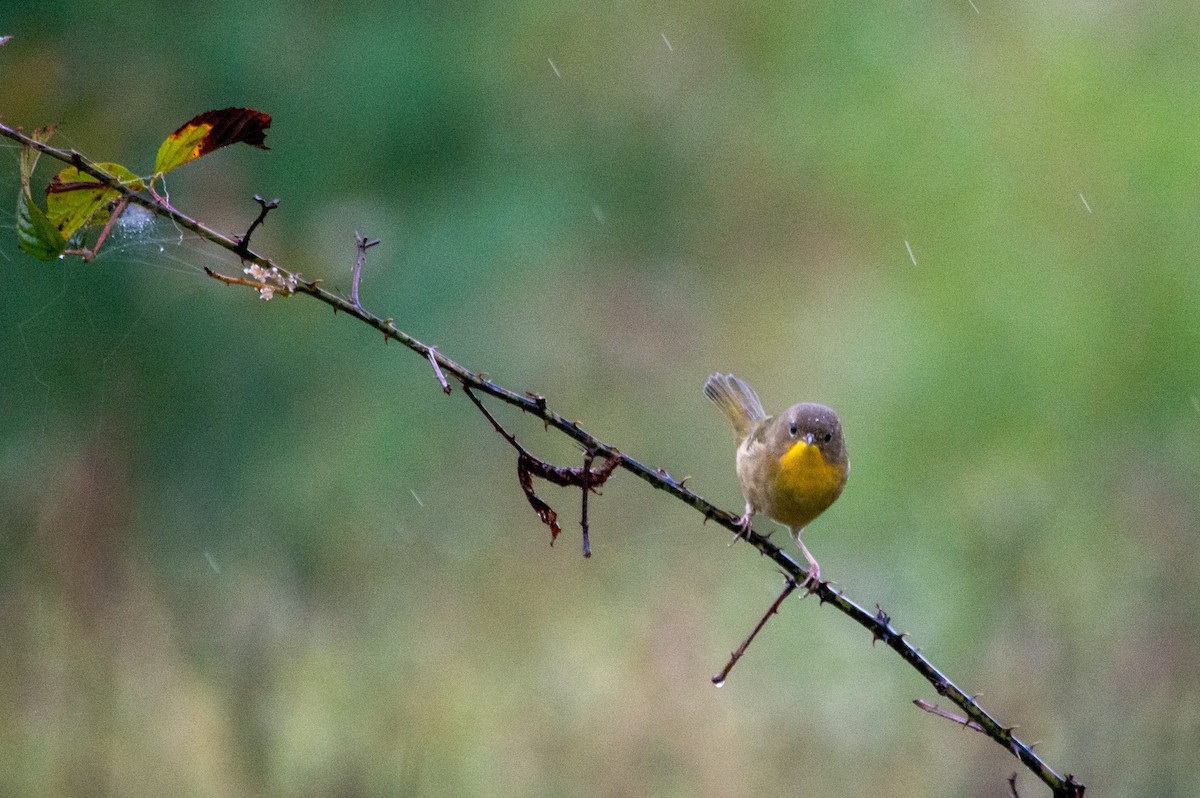 Common Yellowthroat - ML642737110