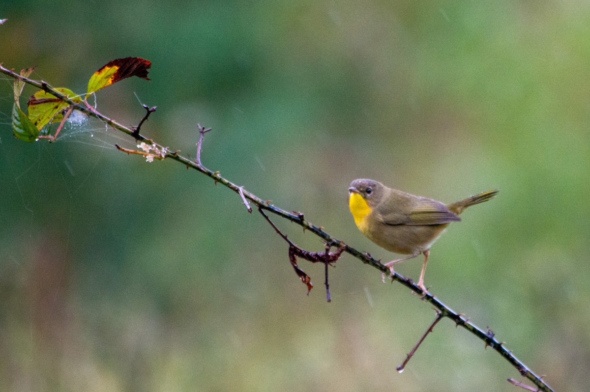Common Yellowthroat - ML642737111