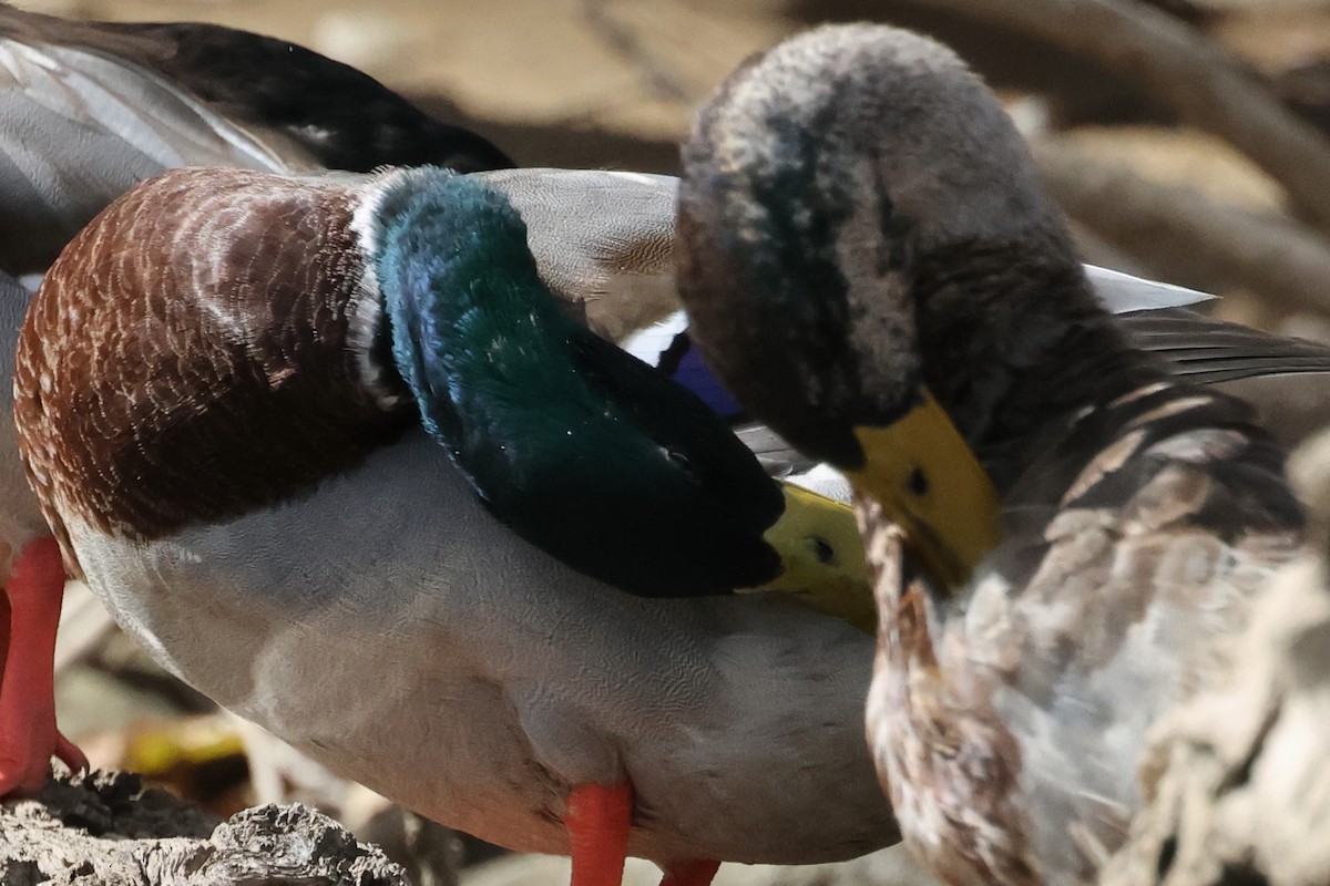 Canard colvert - ML642737124