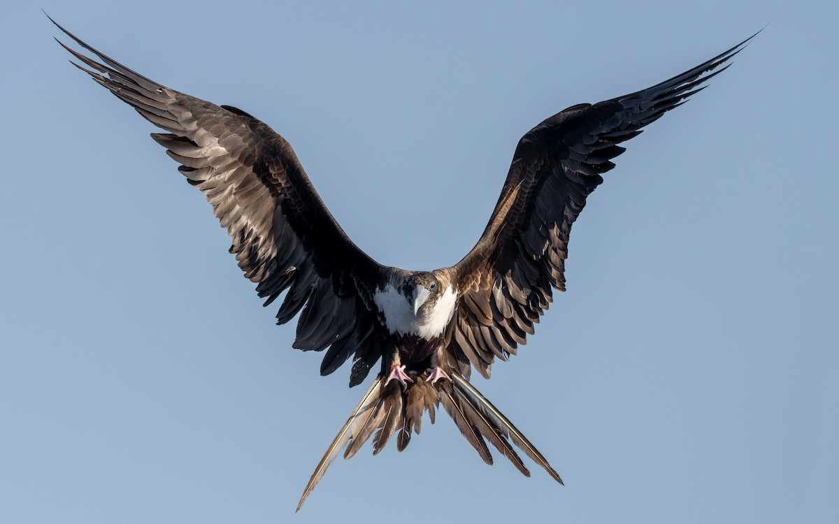 Great Frigatebird - ML642737145
