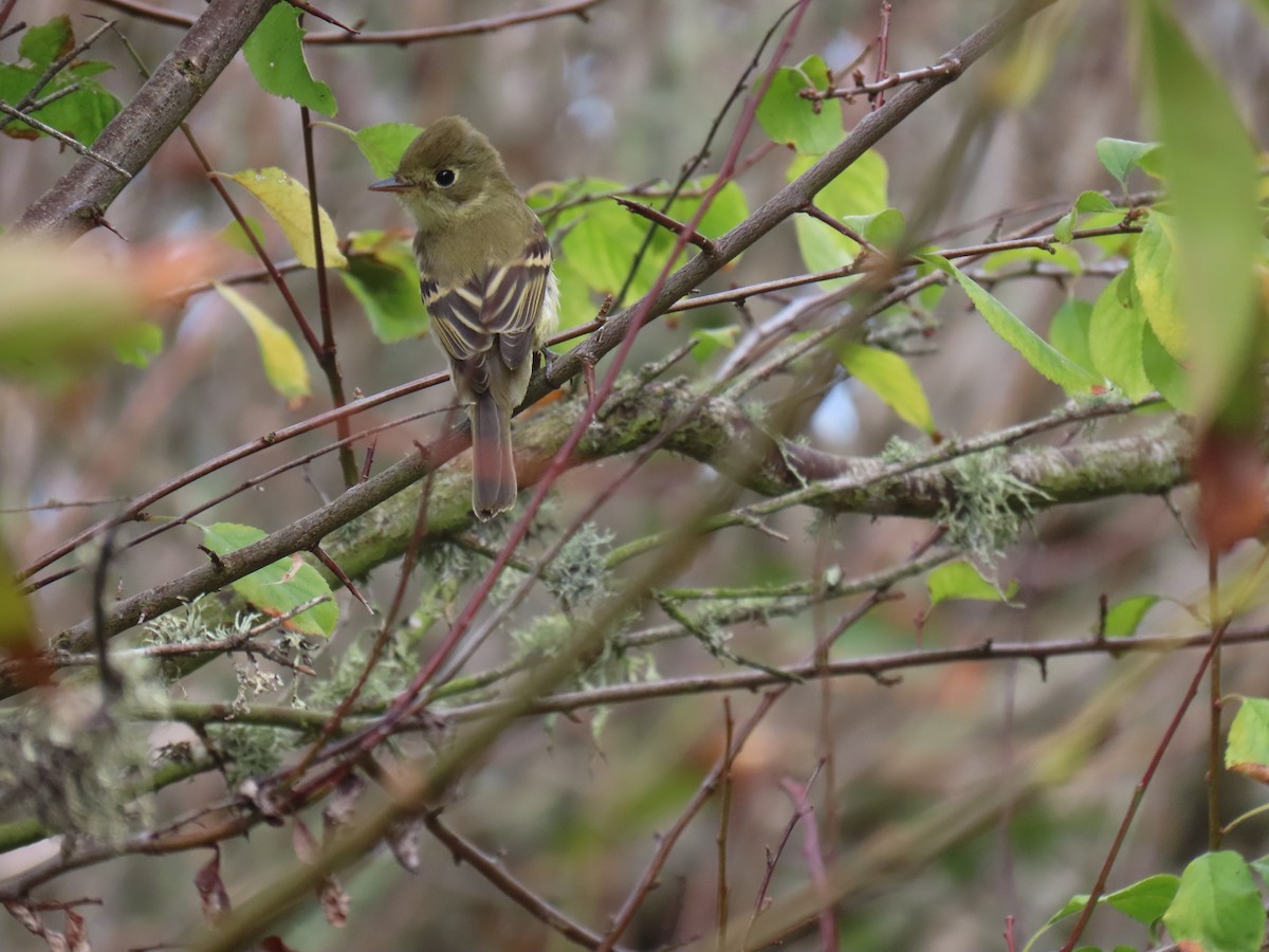 Western Flycatcher (Pacific-slope) - ML642737161