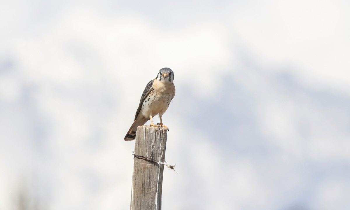 Buntfalke - ML642737171