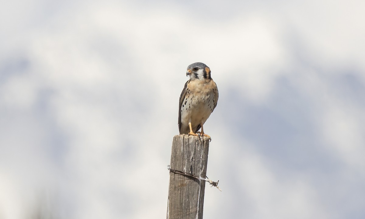 Buntfalke - ML642737172