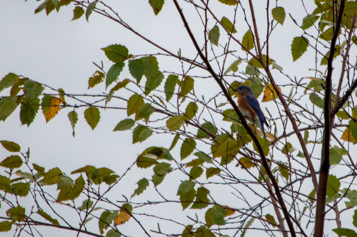 Eastern Bluebird - ML642737190