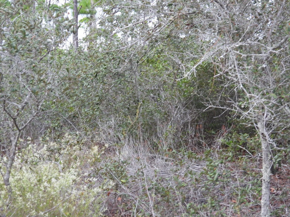 Nashville Warbler - ML642737191